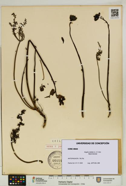 Argylia radiata [Espécimen: UDEC:CONC:0046444]