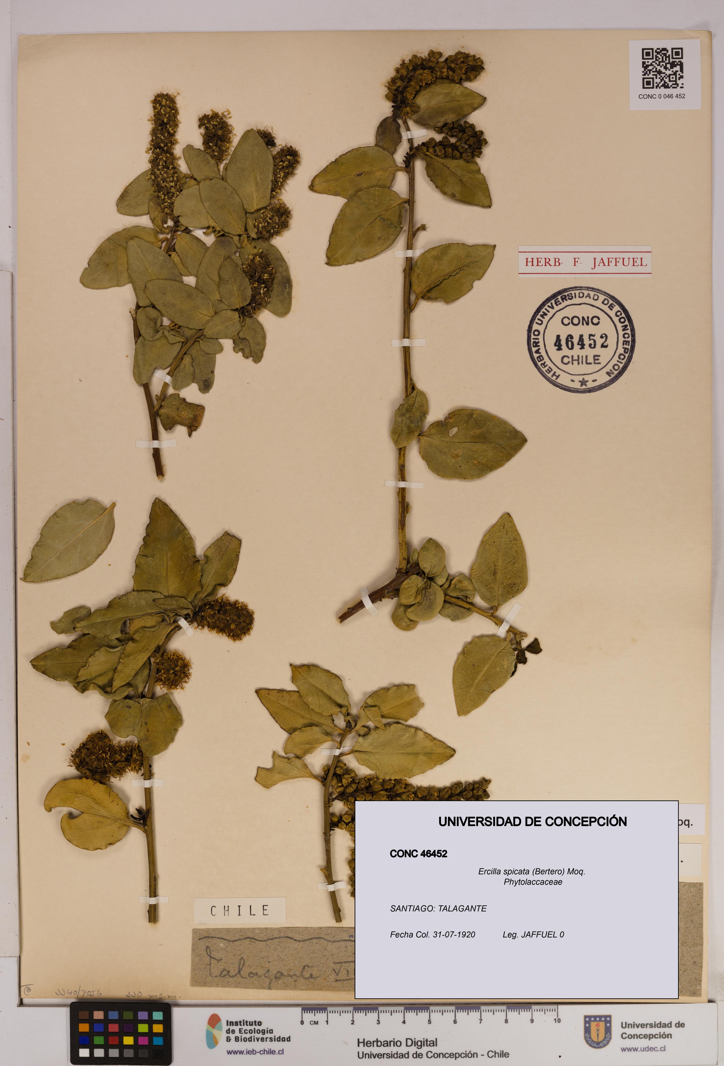 Ercilla spicata [Espécimen: UDEC:CONC:0046452]