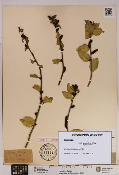 Ercilla spicata [Espécimen: UDEC:CONC:0046454]