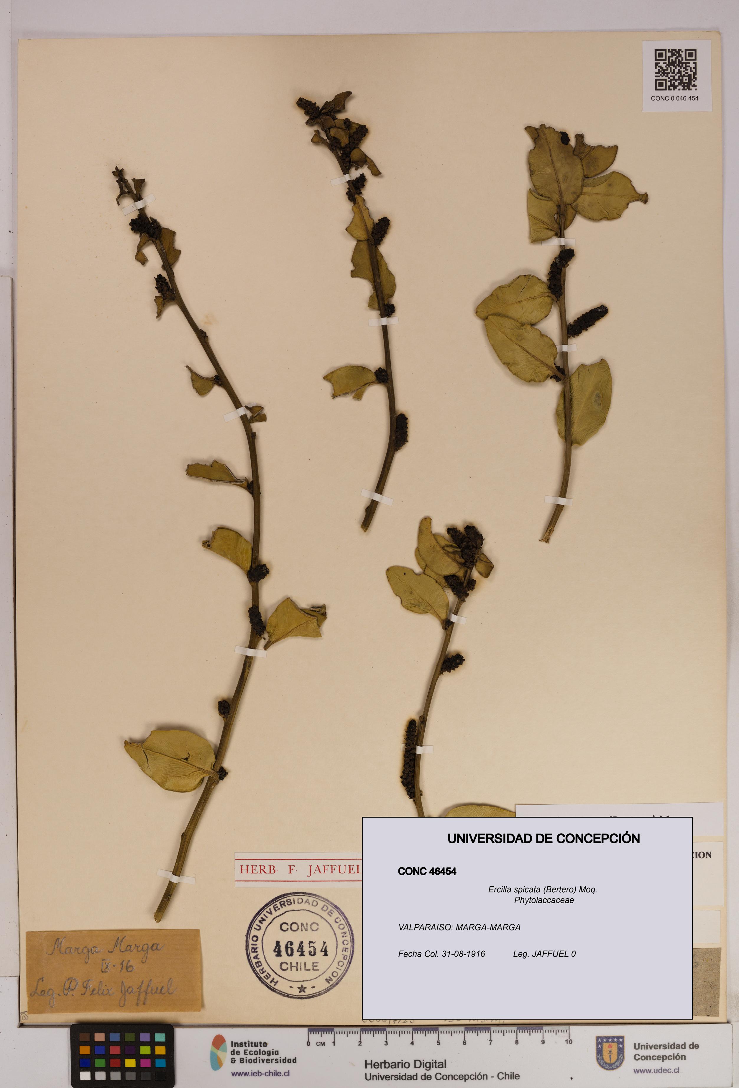 Ercilla spicata [Espécimen: UDEC:CONC:0046454]