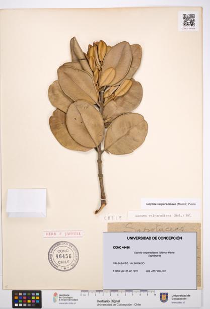 Gayella valparadisaea [Espécimen: UDEC:CONC:0046456]