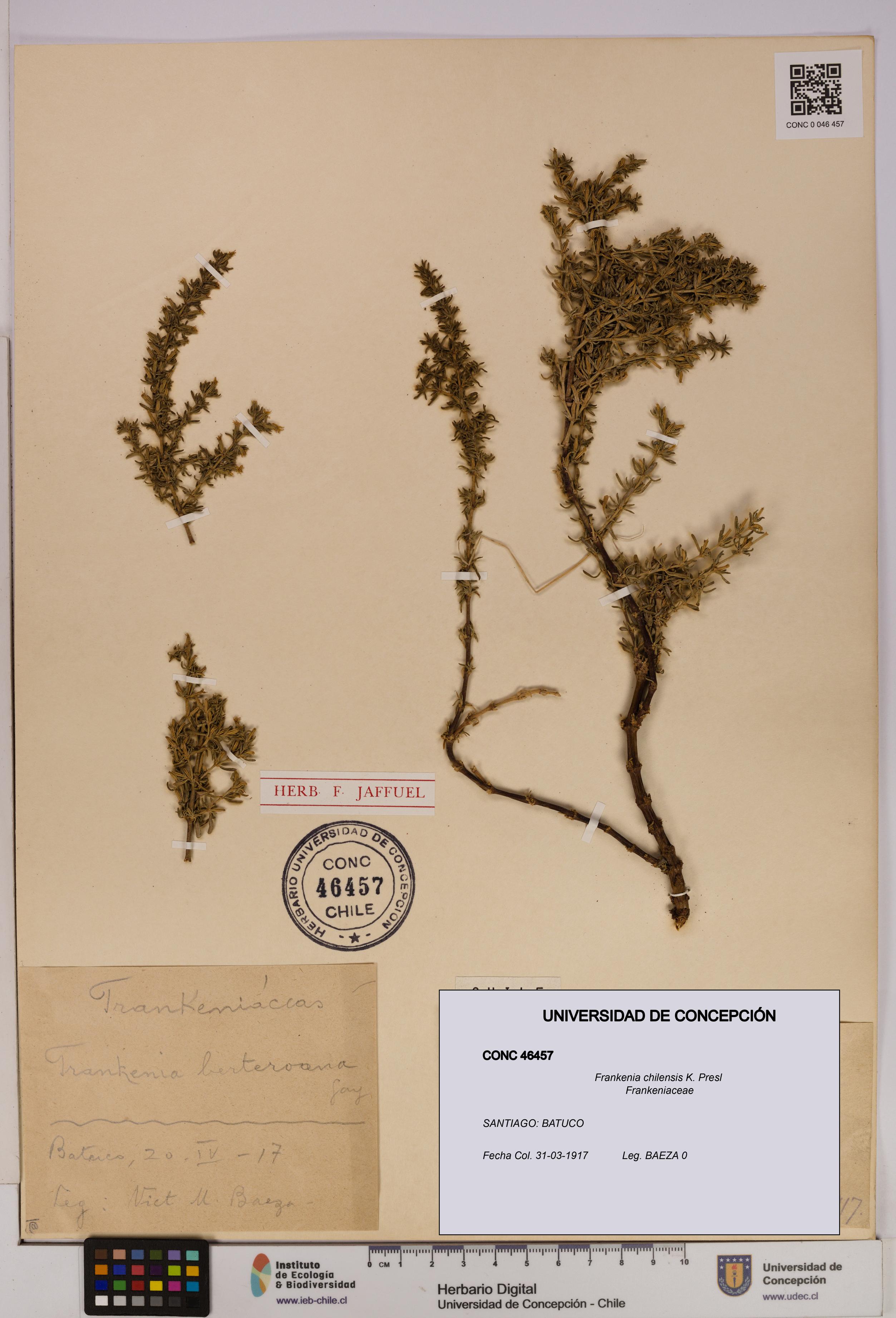 Frankenia chilensis [Espécimen: UDEC:CONC:0046457]