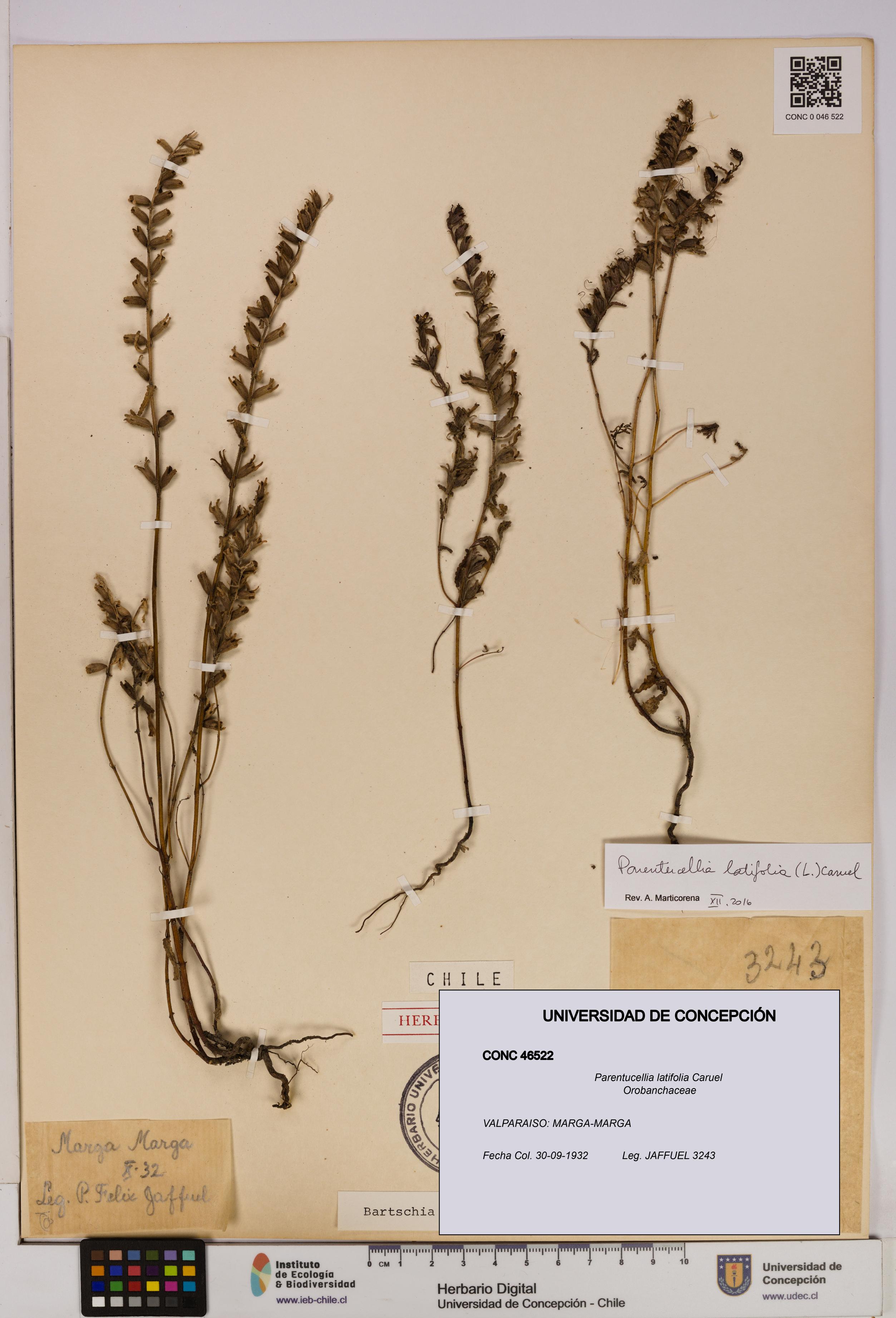 Parentucellia latifolia [Espécimen: UDEC:CONC:0046522]