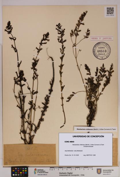 Neobartsia chilensis [Espécimen: UDEC:CONC:0046543]