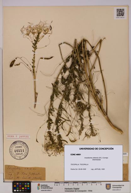 Incacleome chilensis [Espécimen: UDEC:CONC:0046551]