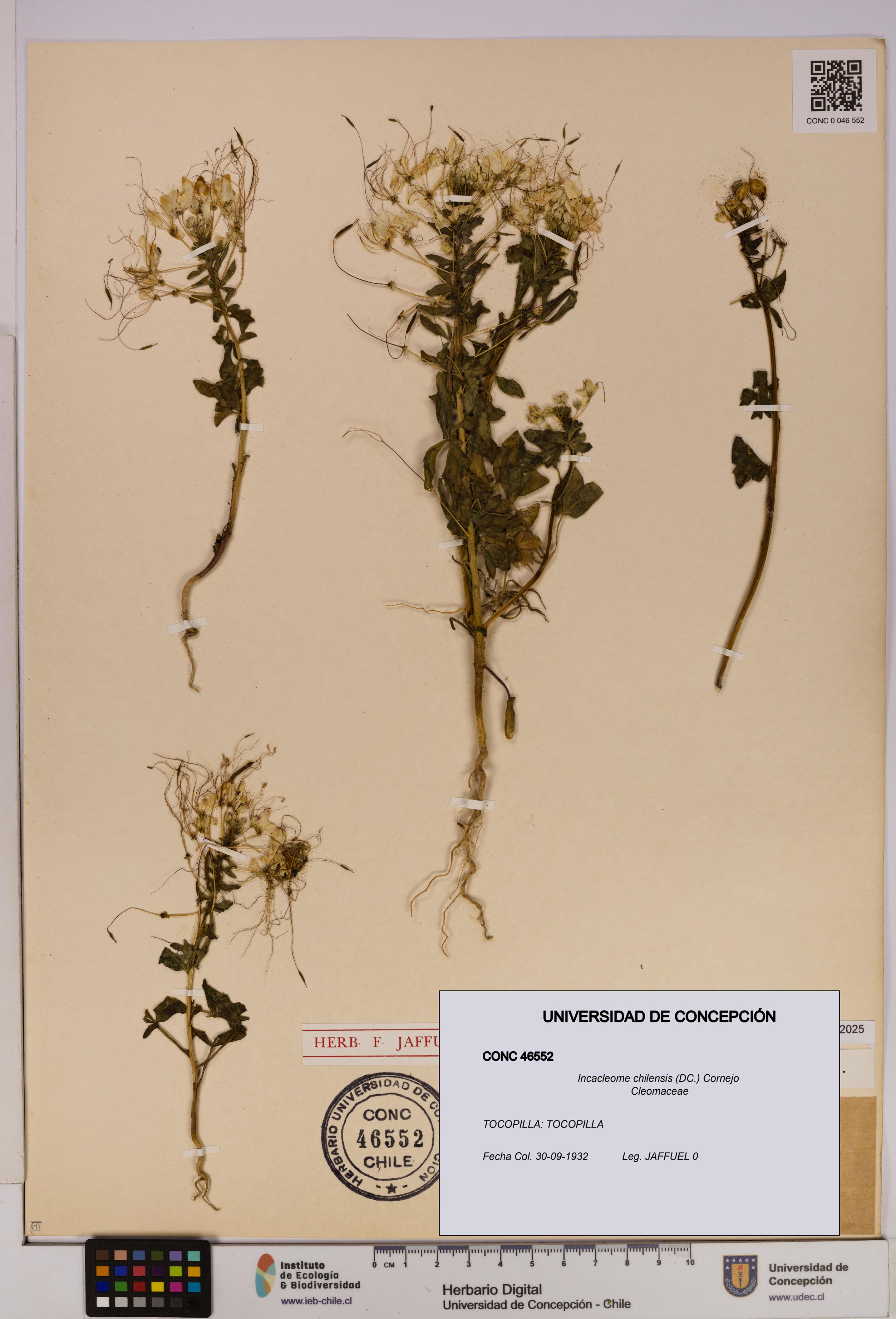 Incacleome chilensis [Espécimen: UDEC:CONC:0046552]