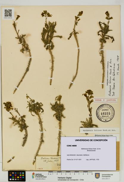 Mathewsia foliosa [Espécimen: UDEC:CONC:0046555]