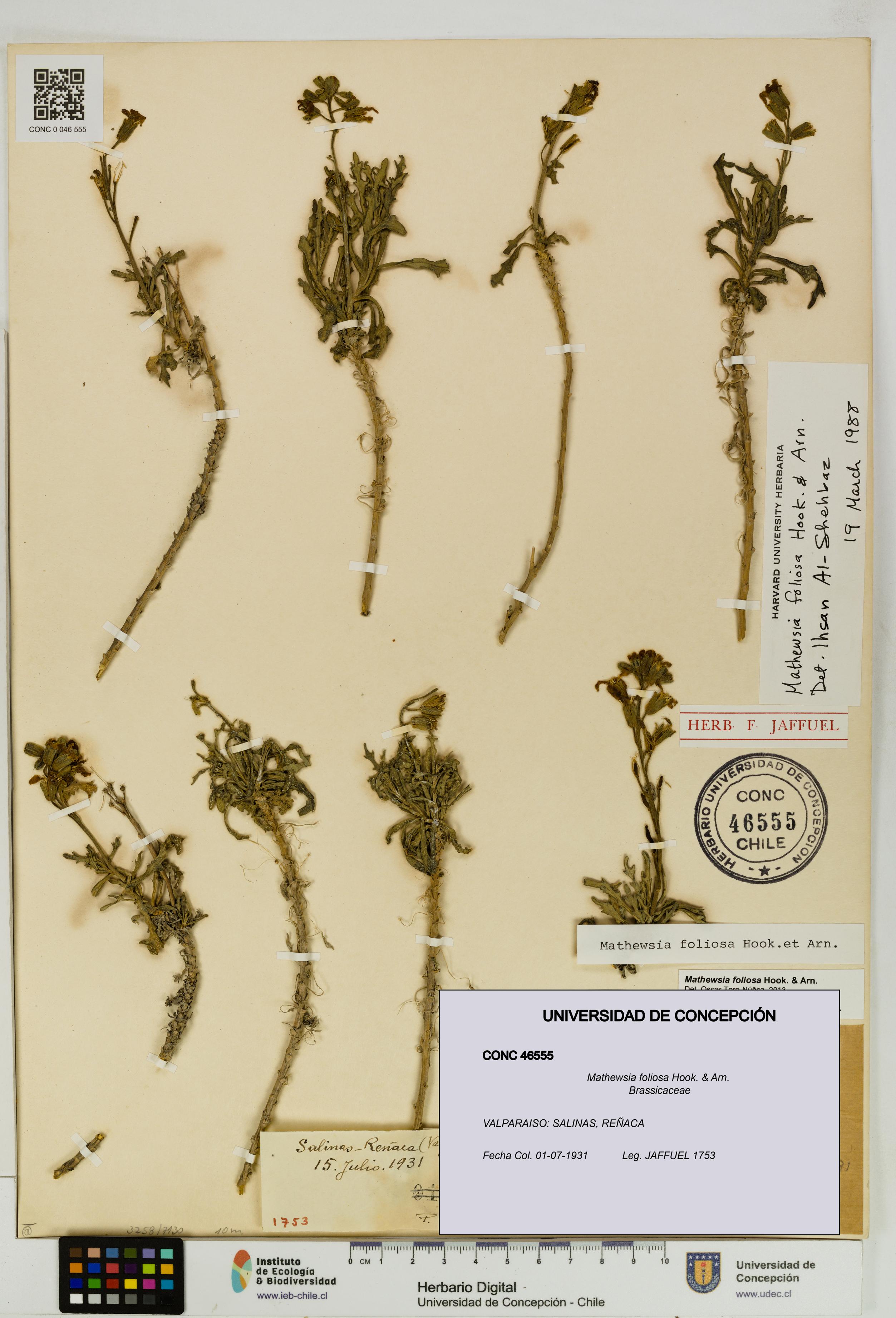 Mathewsia foliosa [Espécimen: UDEC:CONC:0046555]