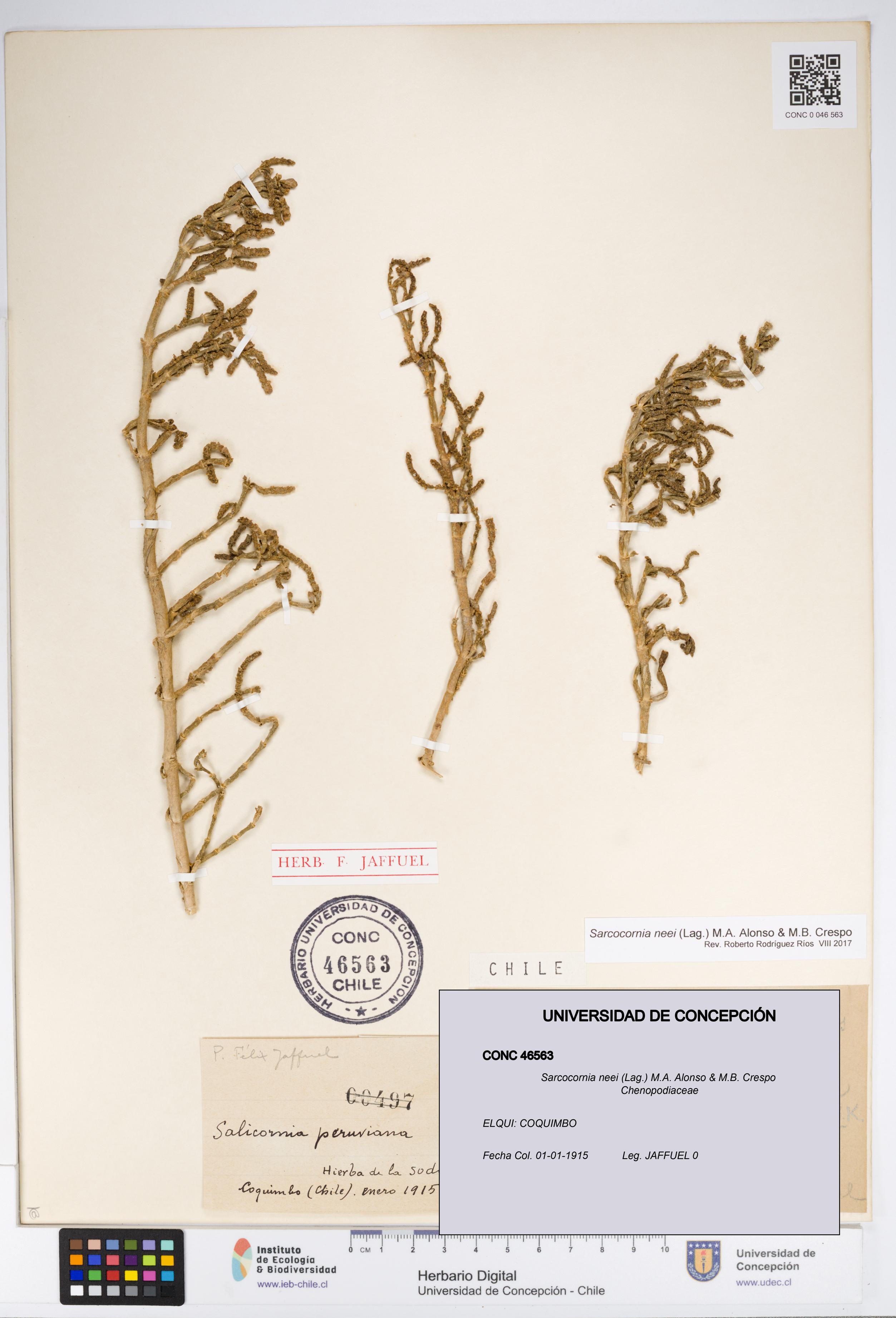 Sarcocornia neei [Espécimen: UDEC:CONC:0046563]