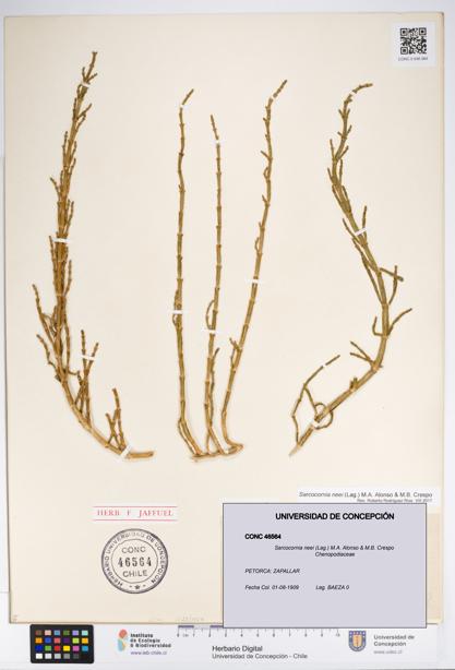 Sarcocornia neei [Espécimen: UDEC:CONC:0046564]