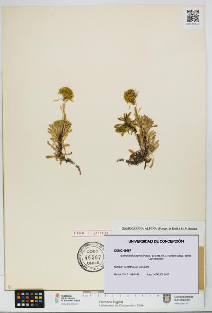 Gamocarpha alpina subsp. alpina [Espécimen: UDEC:CONC:0046567]