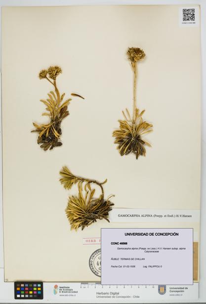 Gamocarpha alpina subsp. alpina [Espécimen: UDEC:CONC:0046568]