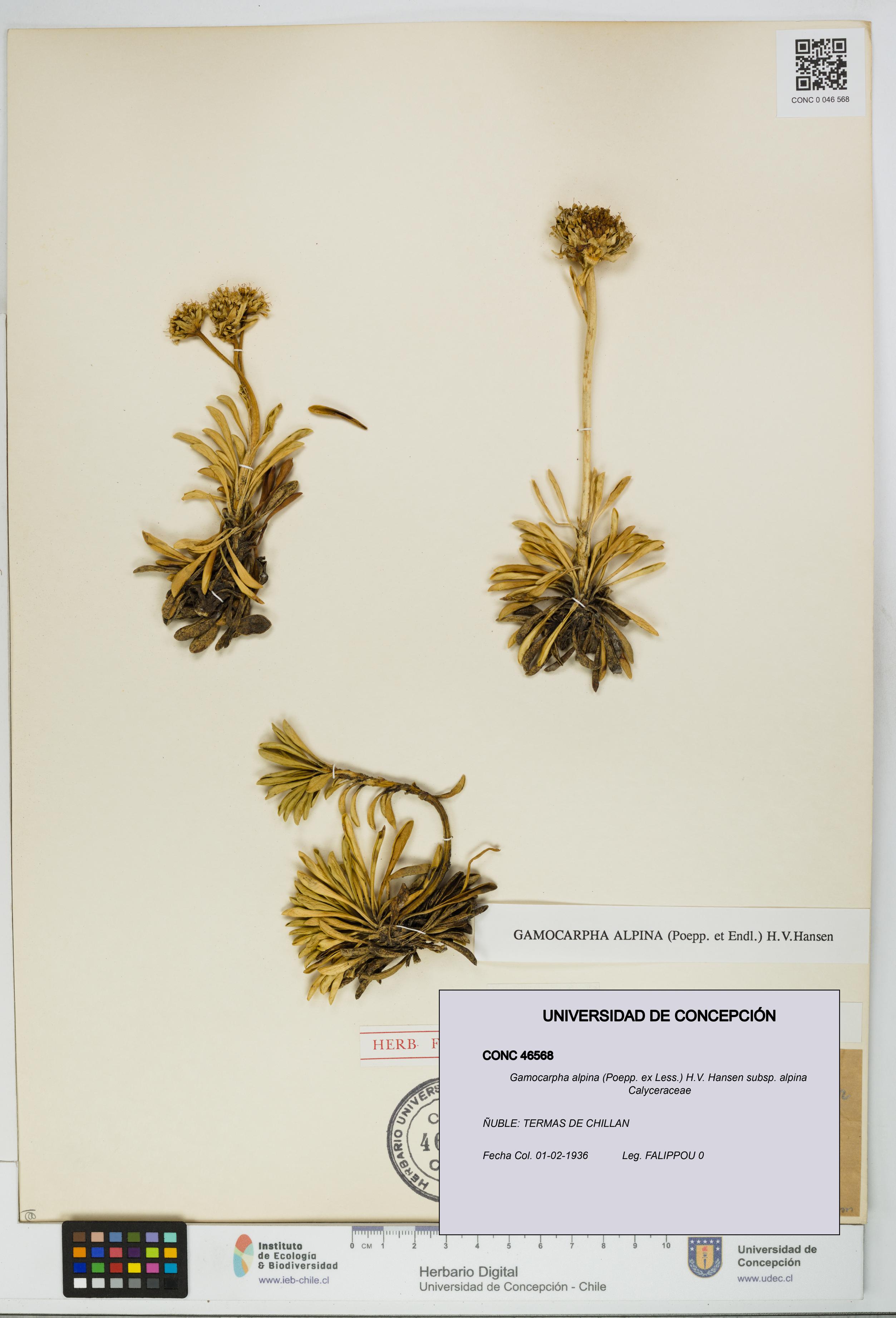 Gamocarpha alpina subsp. alpina [Espécimen: UDEC:CONC:0046568]