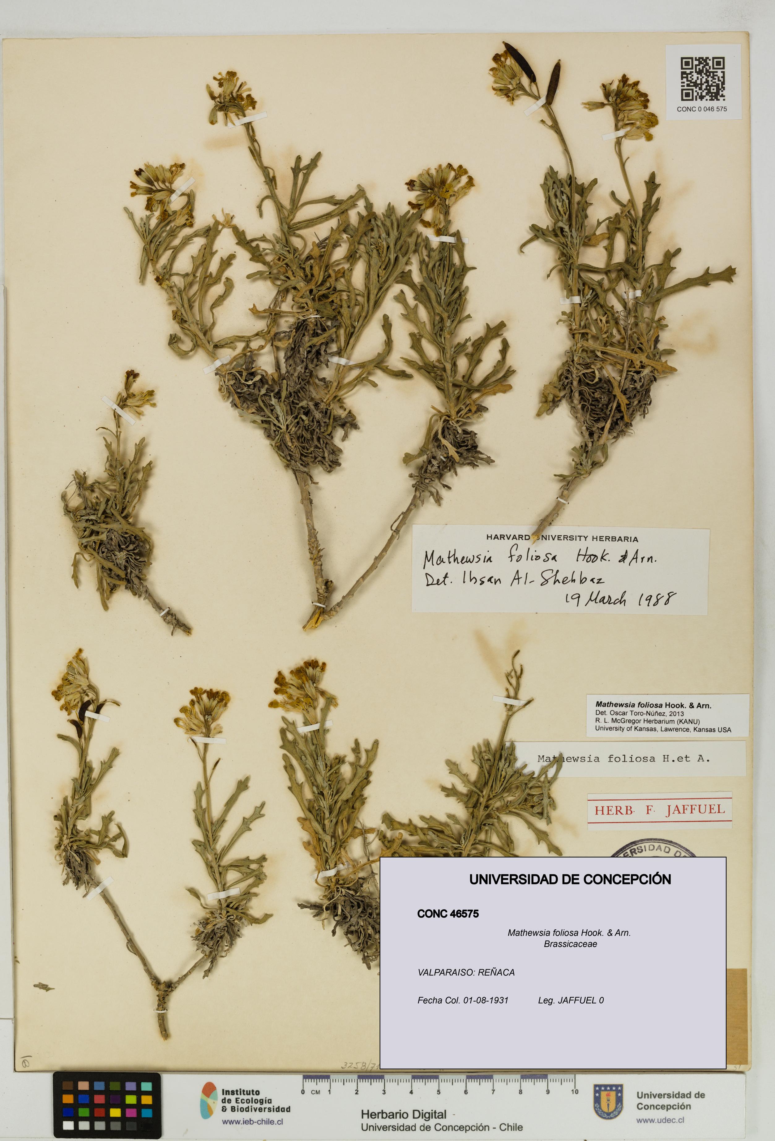 Mathewsia foliosa [Espécimen: UDEC:CONC:0046575]