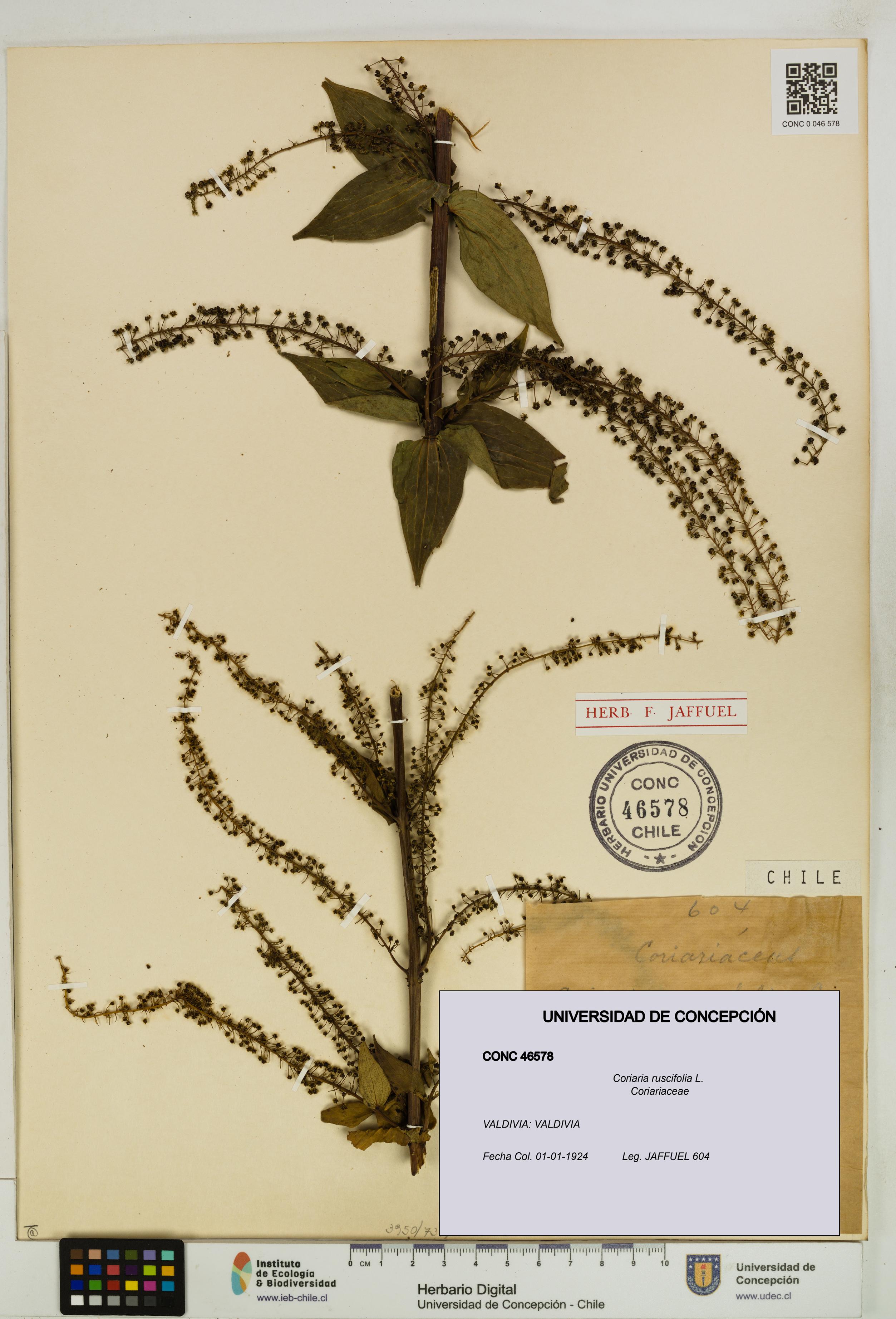Coriaria ruscifolia [Espécimen: ]