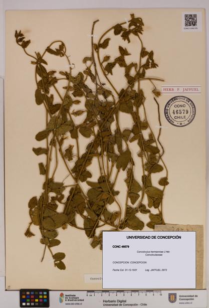 Convolvulus hermanniae [Espécimen: UDEC:CONC:0046579]