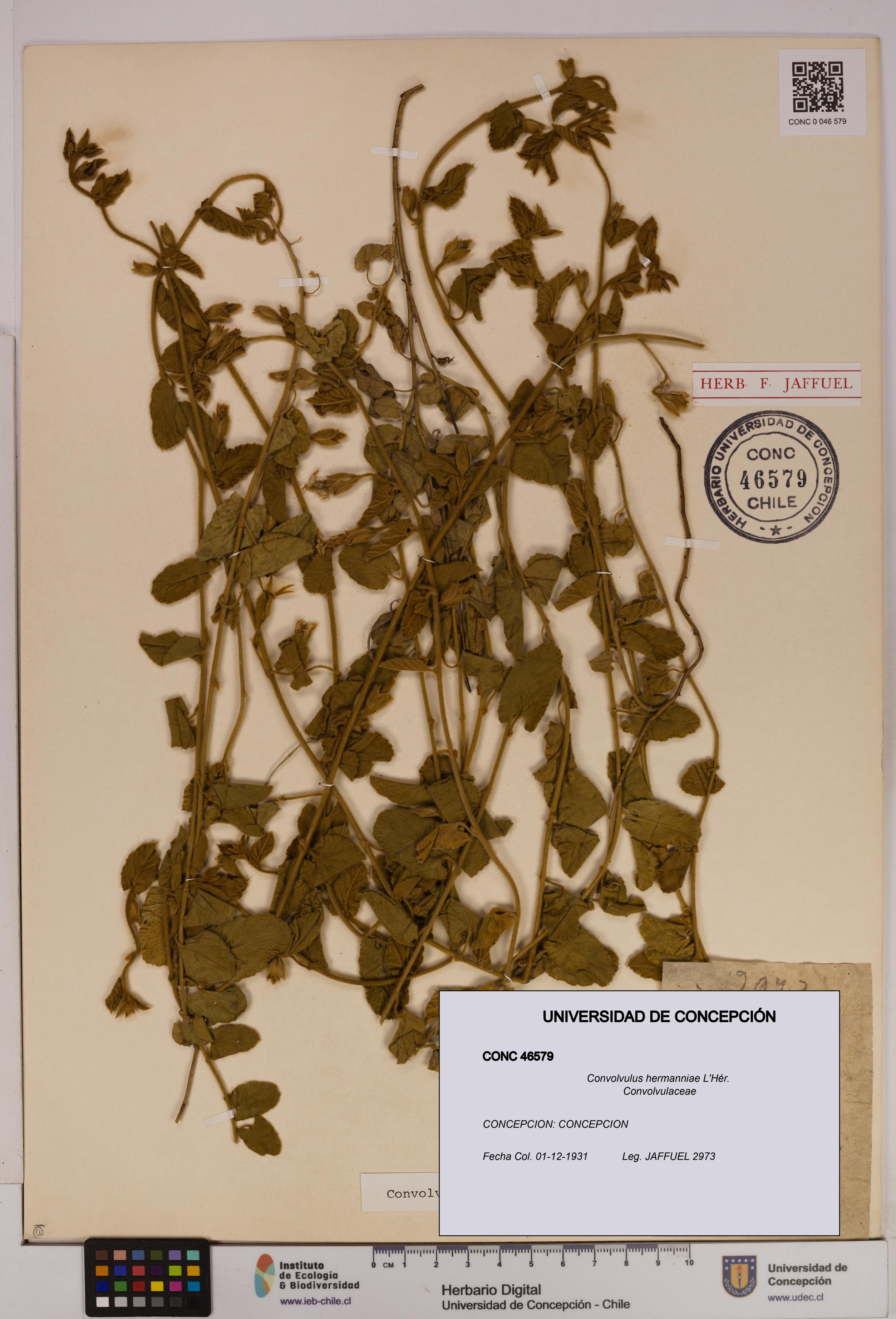 Convolvulus hermanniae [Espécimen: UDEC:CONC:0046579]