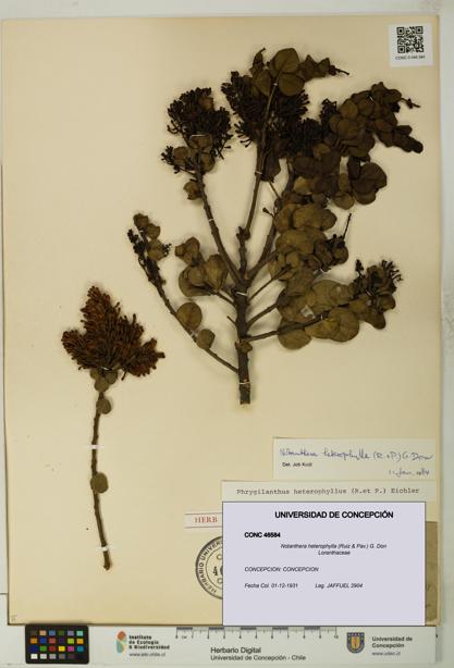 Notanthera heterophylla [Espécimen: UDEC:CONC:0046584]