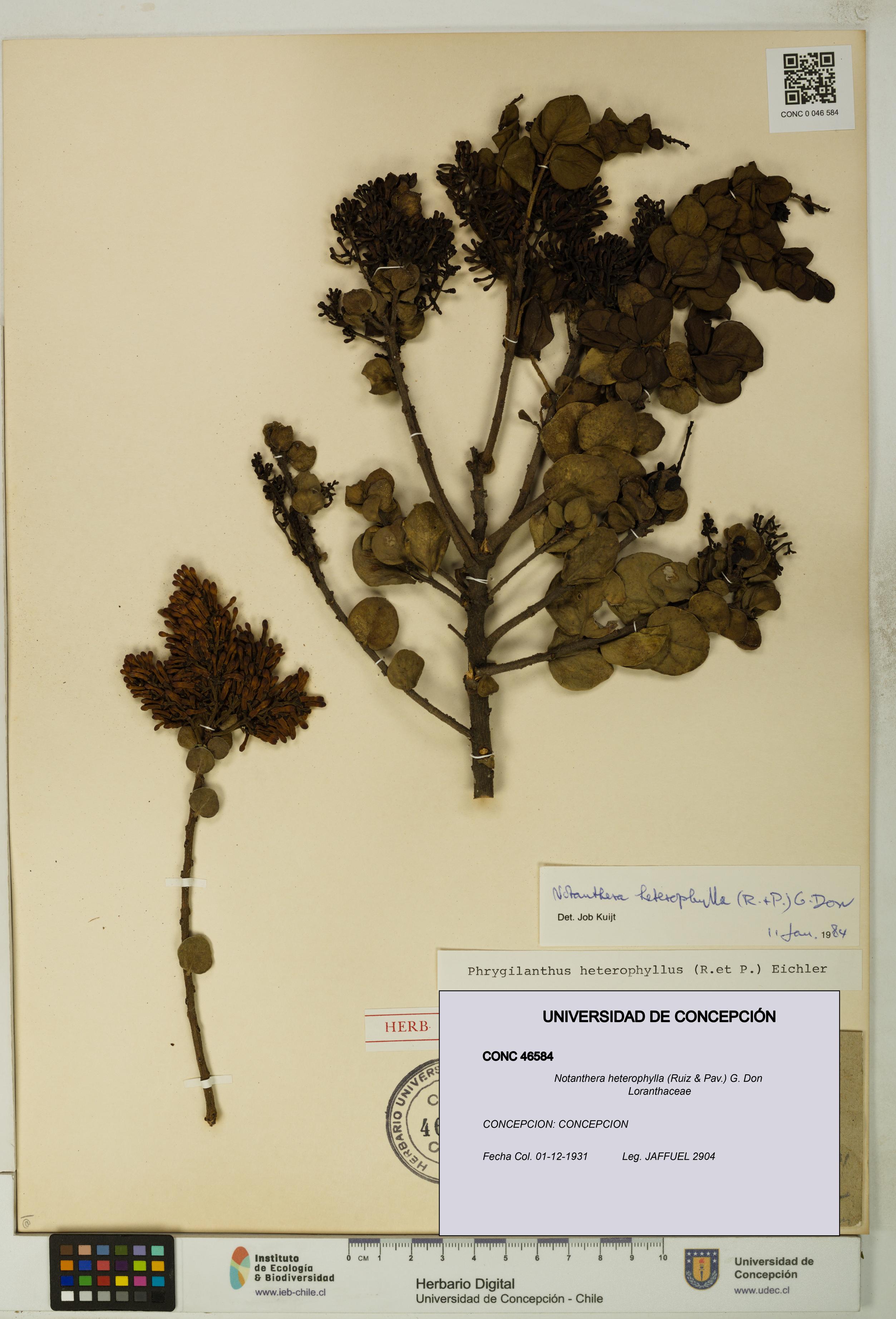 Notanthera heterophylla [Espécimen: UDEC:CONC:0046584]