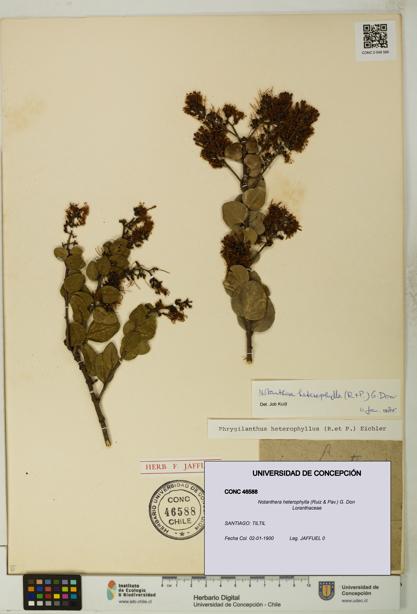 Notanthera heterophylla [Espécimen: UDEC:CONC:0046588]