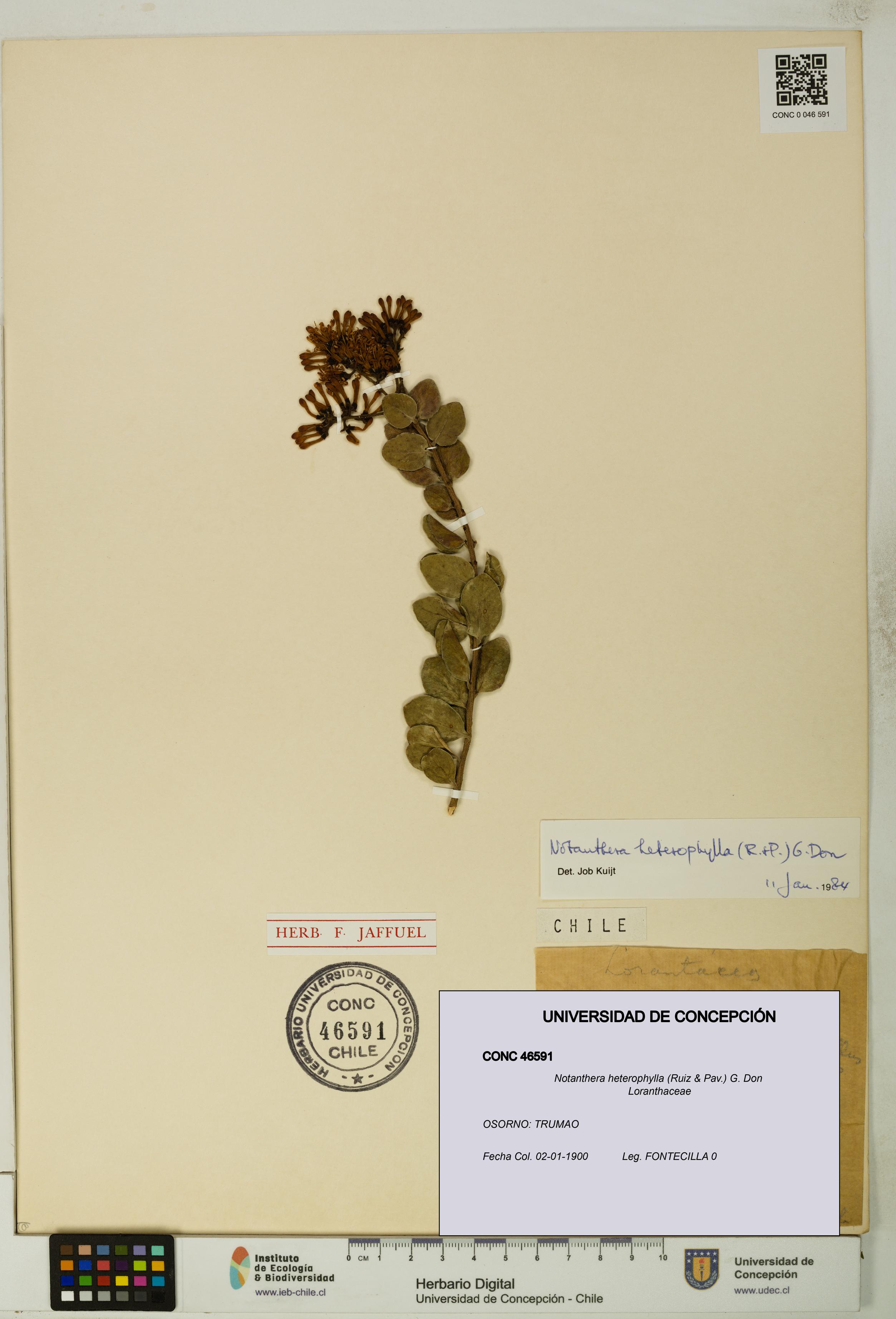 Notanthera heterophylla [Espécimen: UDEC:CONC:0046591]