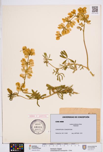 Lupinus arboreus [Espécimen: ]