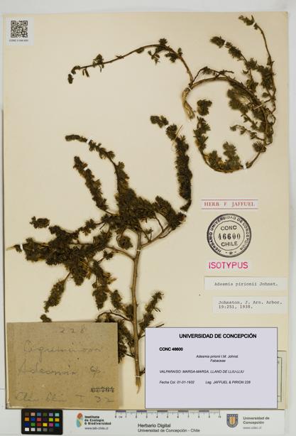 Adesmia pirionii [Espécimen: UDEC:CONC:0046600]