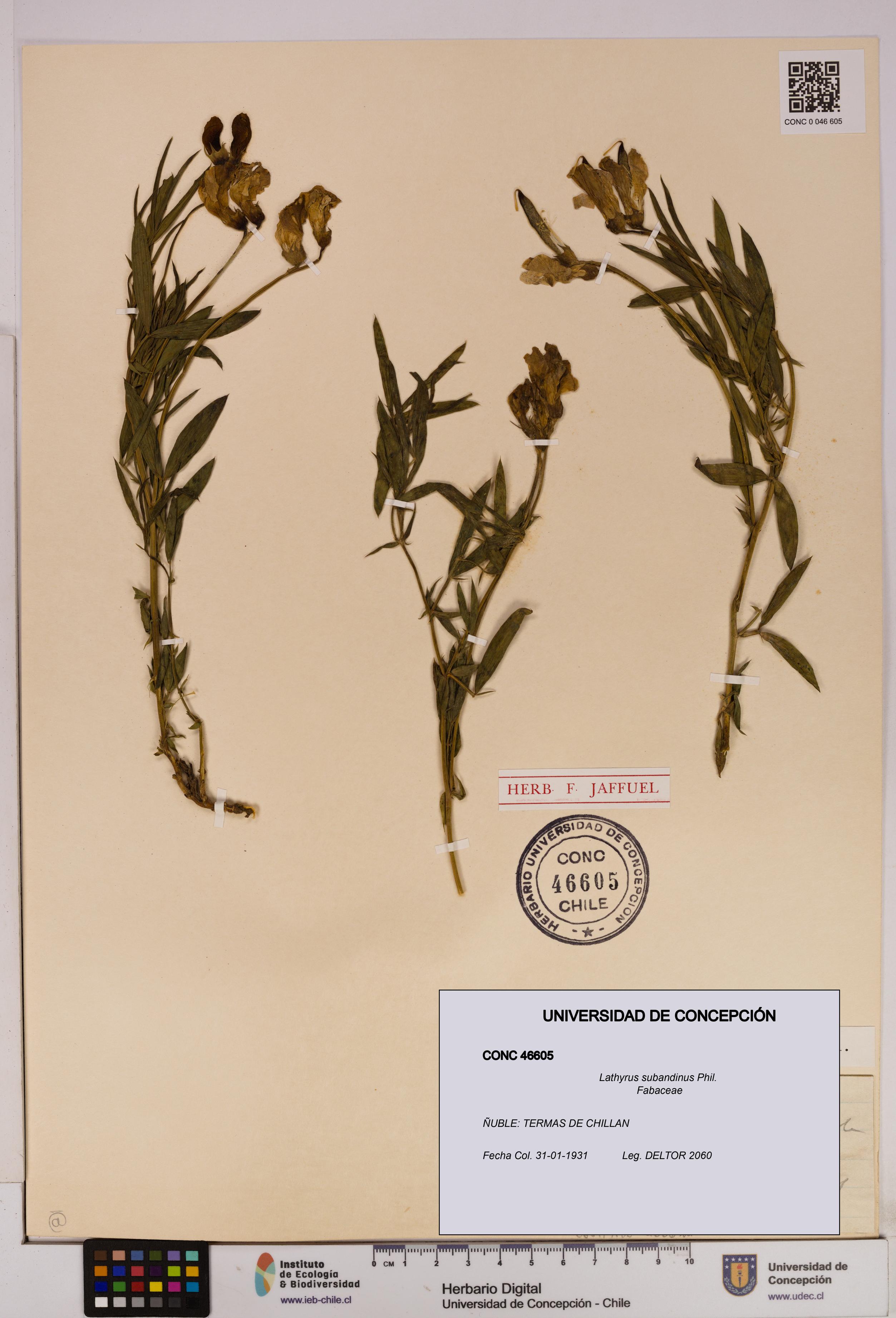 Lathyrus subandinus [Espécimen: UDEC:CONC:0046605]