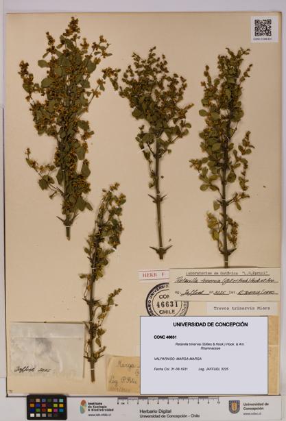 Retanilla trinervia [Espécimen: UDEC:CONC:0046631]