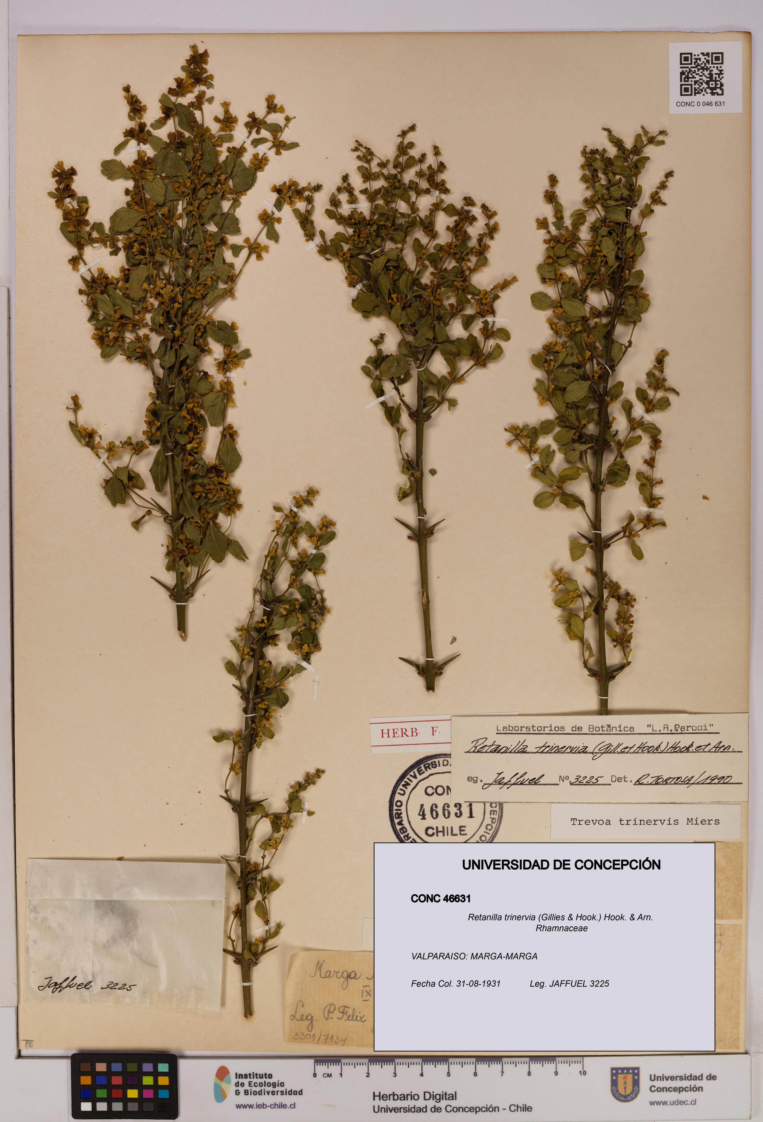 Retanilla trinervia [Espécimen: UDEC:CONC:0046631]