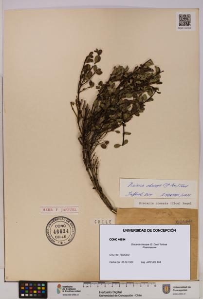 Discaria chacaye [Espécimen: UDEC:CONC:0046634]