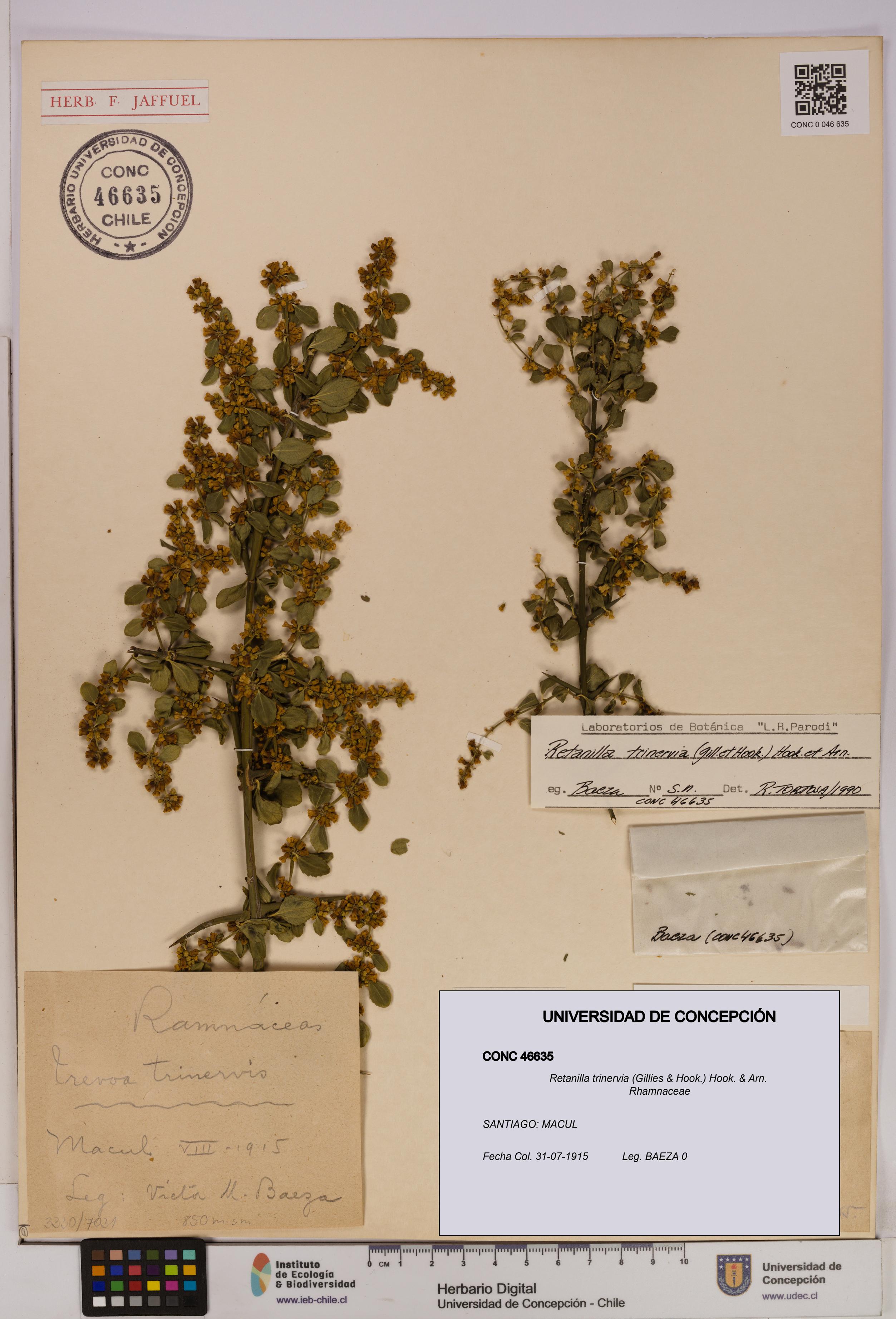 Retanilla trinervia [Espécimen: UDEC:CONC:0046635]