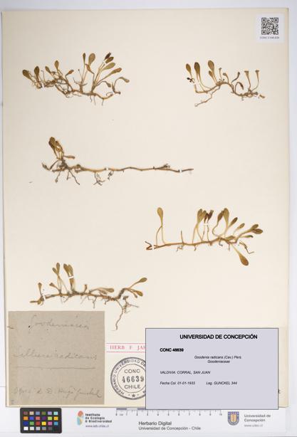 Goodenia radicans [Espécimen: UDEC:CONC:0046639]