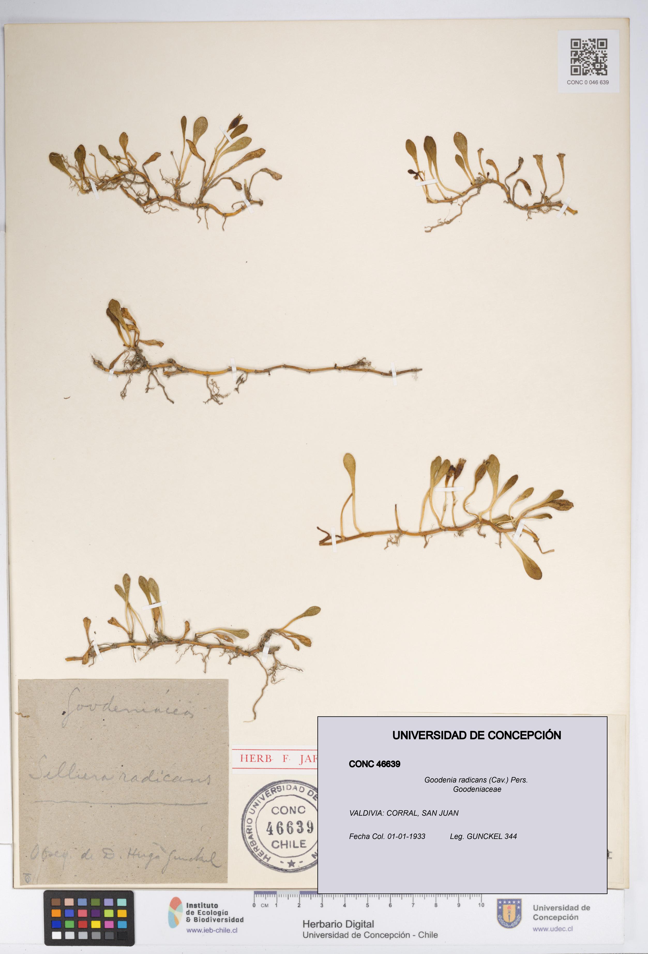 Goodenia radicans [Espécimen: UDEC:CONC:0046639]