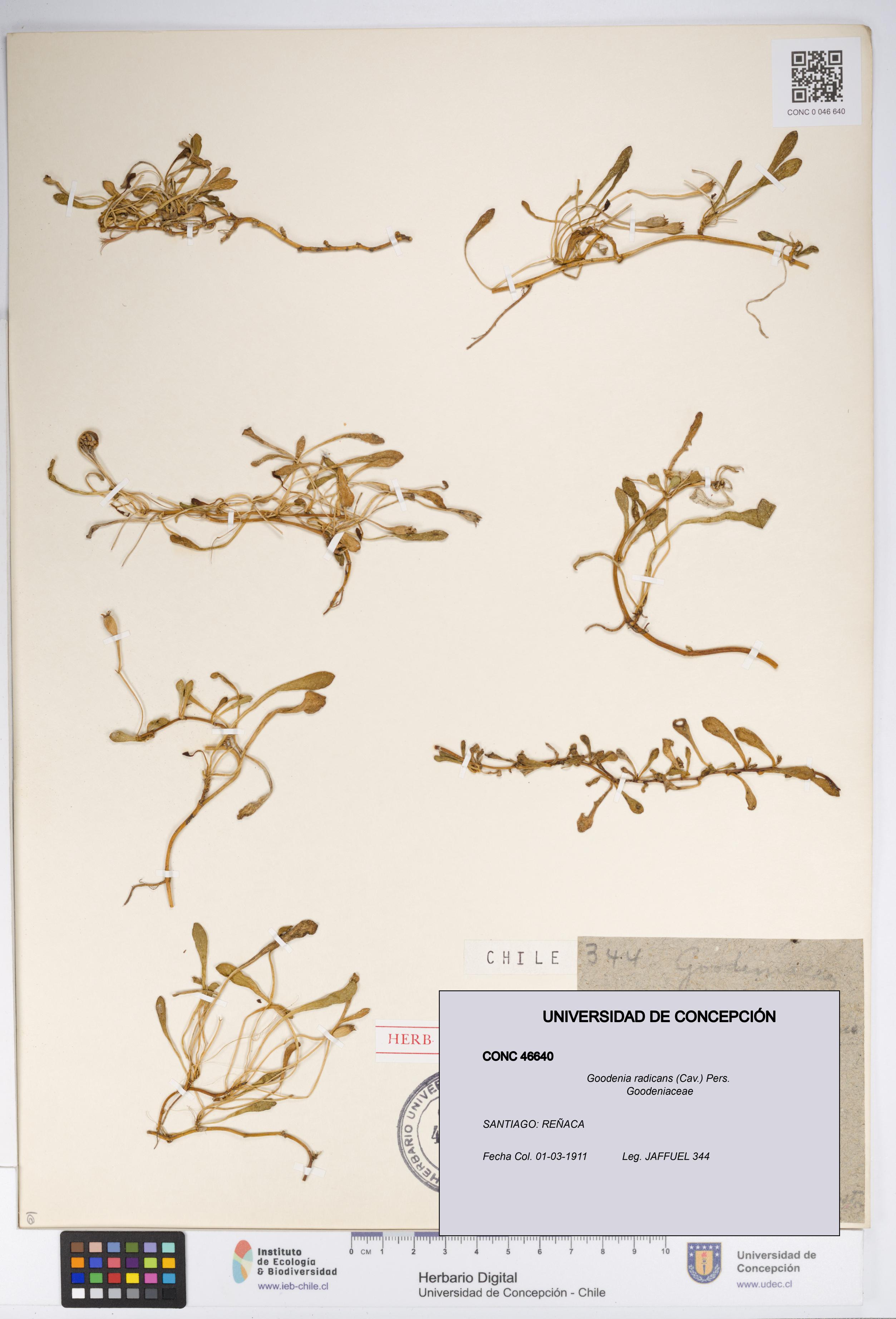 Goodenia radicans [Espécimen: UDEC:CONC:0046640]