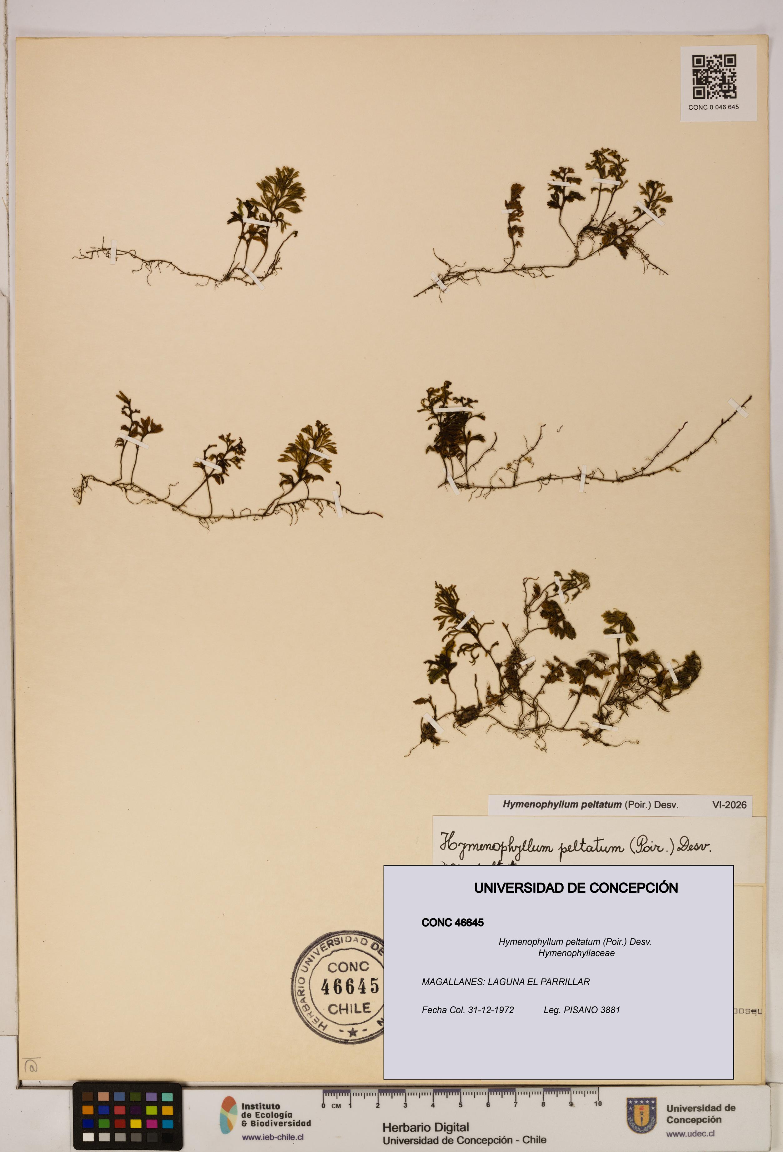 Hymenophyllum peltatum [Espécimen: ]