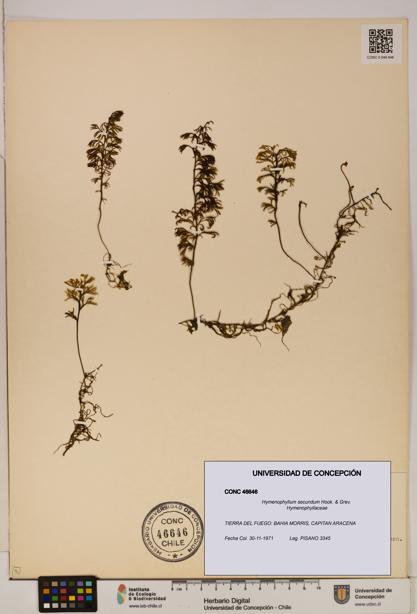 Hymenophyllum secundum [Espécimen: ]