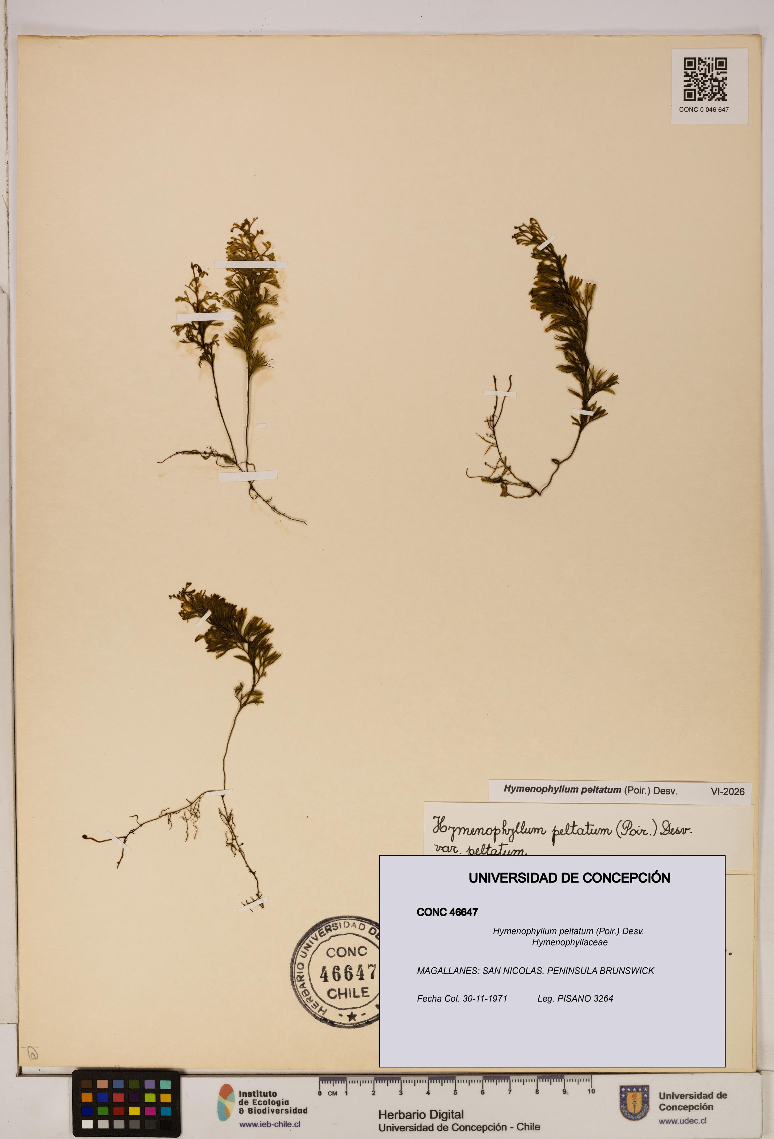 Hymenophyllum peltatum [Espécimen: ]
