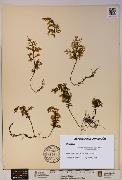 Hymenophyllum tortuosum [Espécimen: ]