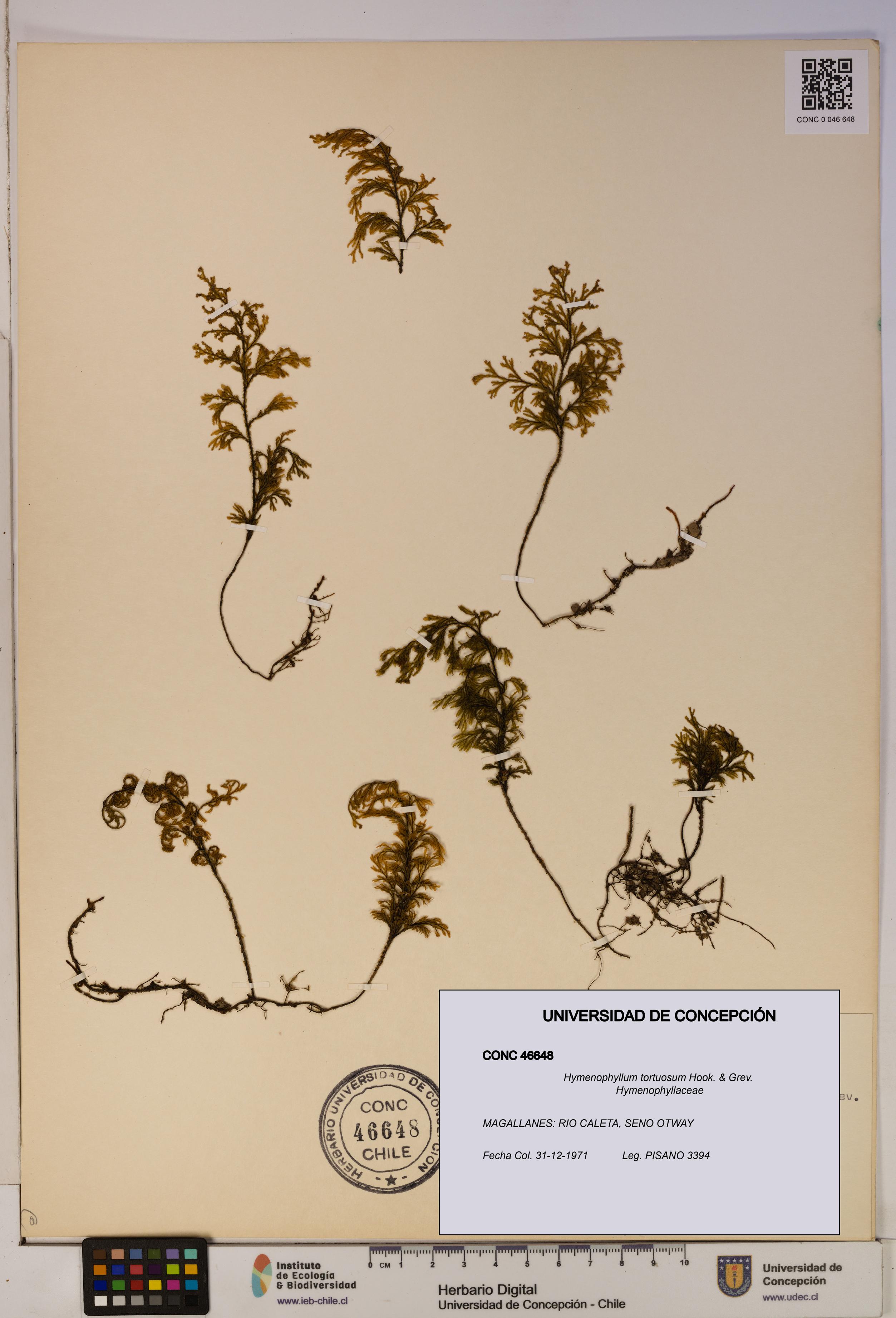 Hymenophyllum tortuosum [Espécimen: ]