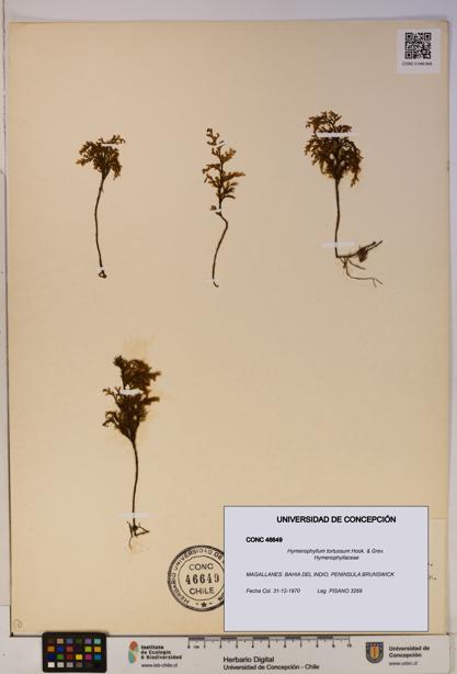 Hymenophyllum tortuosum [Espécimen: ]