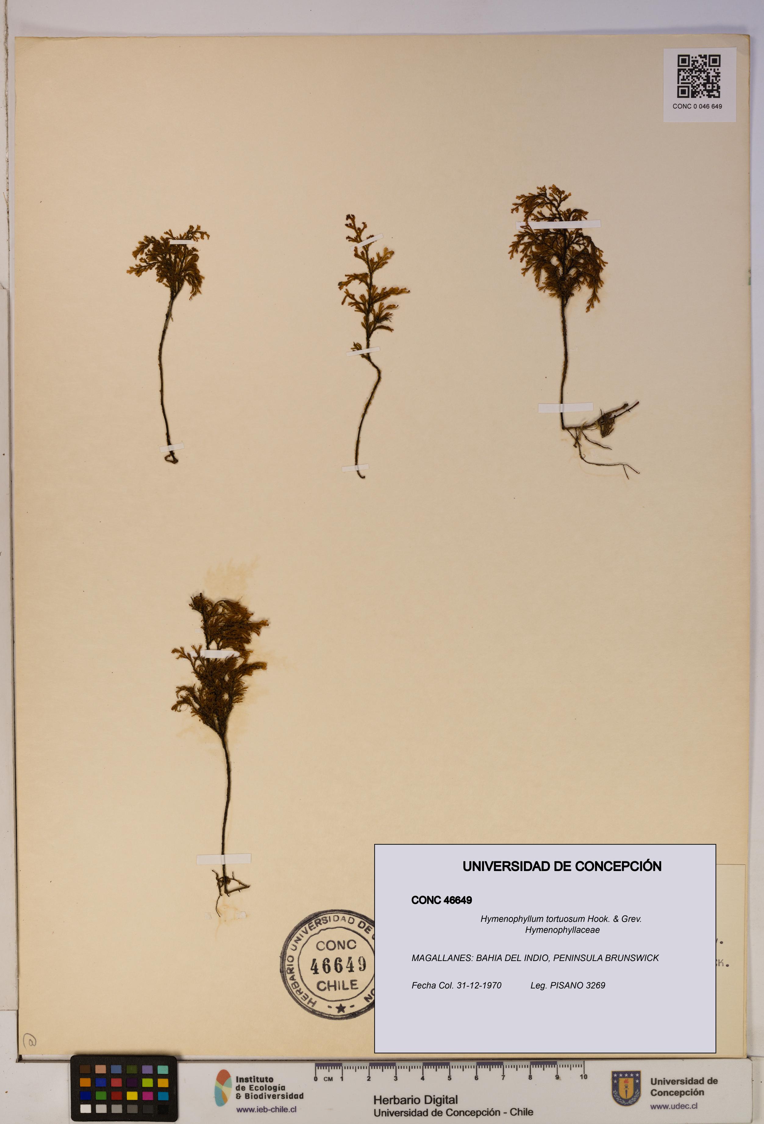 Hymenophyllum tortuosum [Espécimen: ]