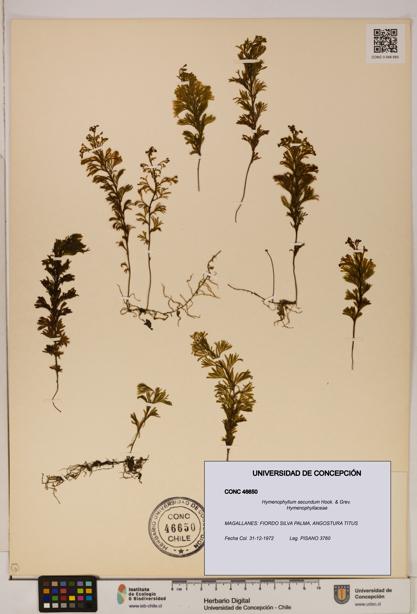 Hymenophyllum secundum [Espécimen: ]
