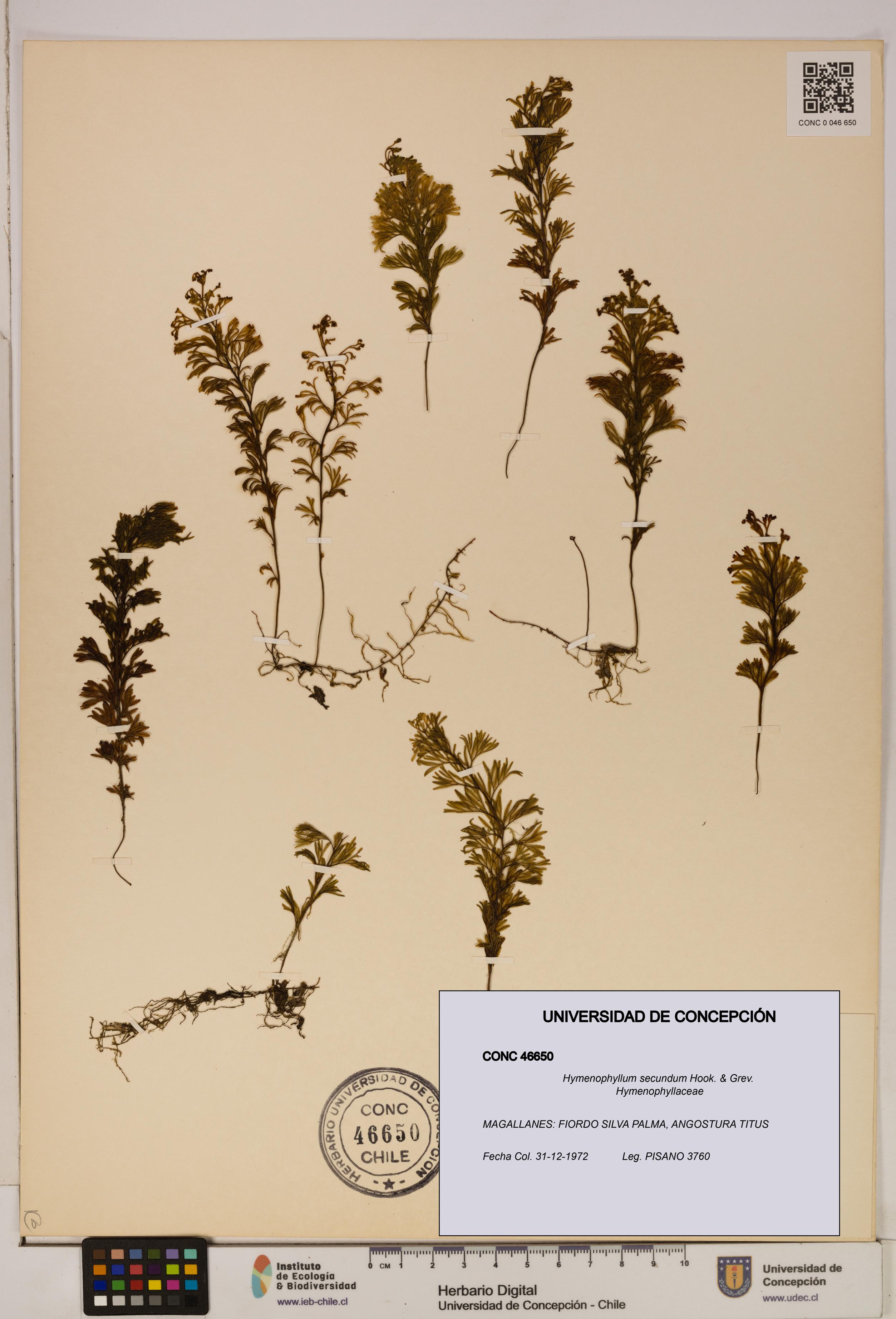 Hymenophyllum secundum [Espécimen: ]
