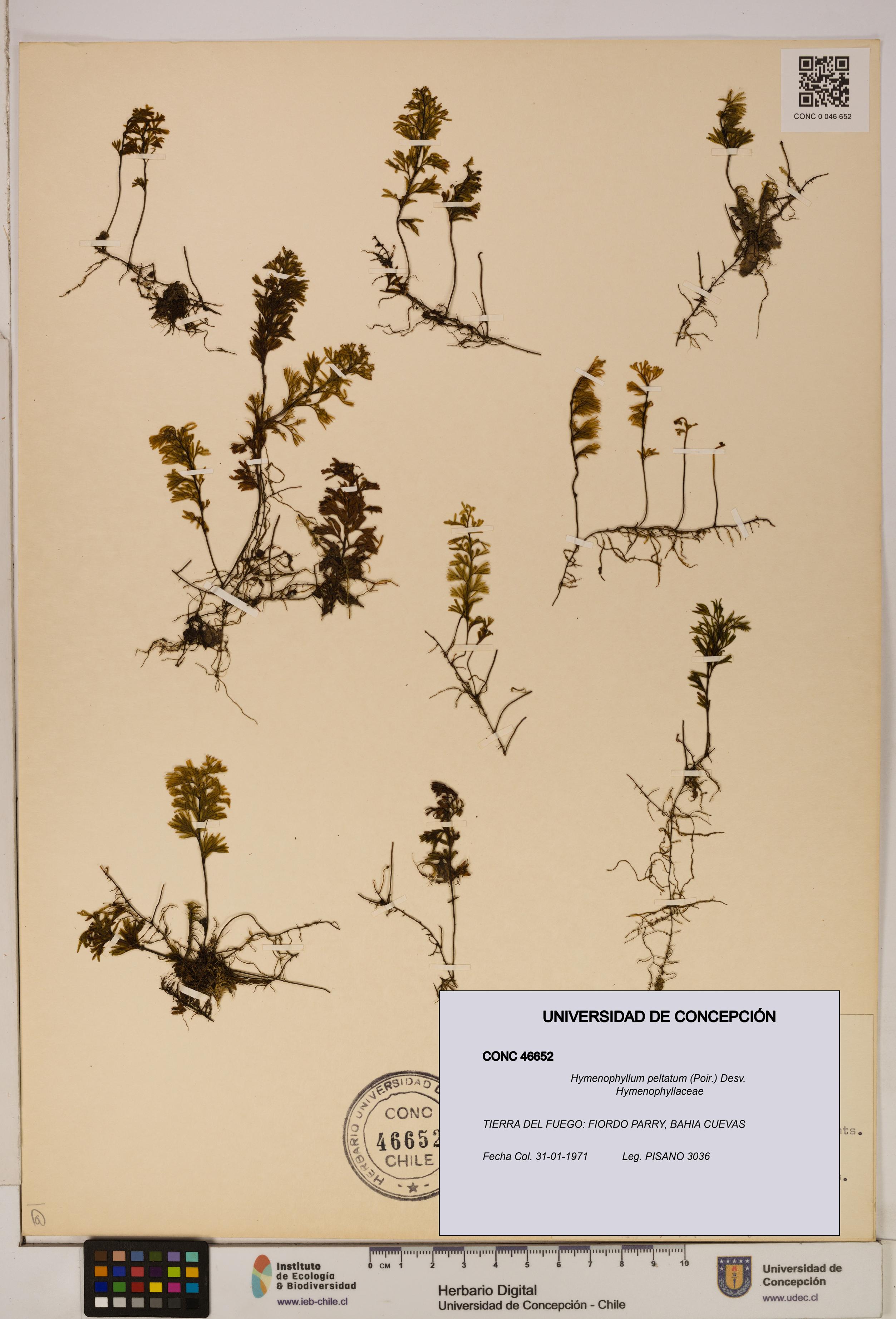 Hymenophyllum peltatum [Espécimen: ]