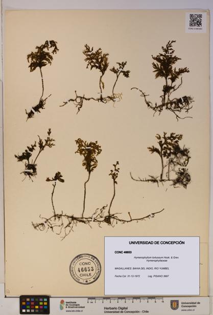 Hymenophyllum tortuosum [Espécimen: ]