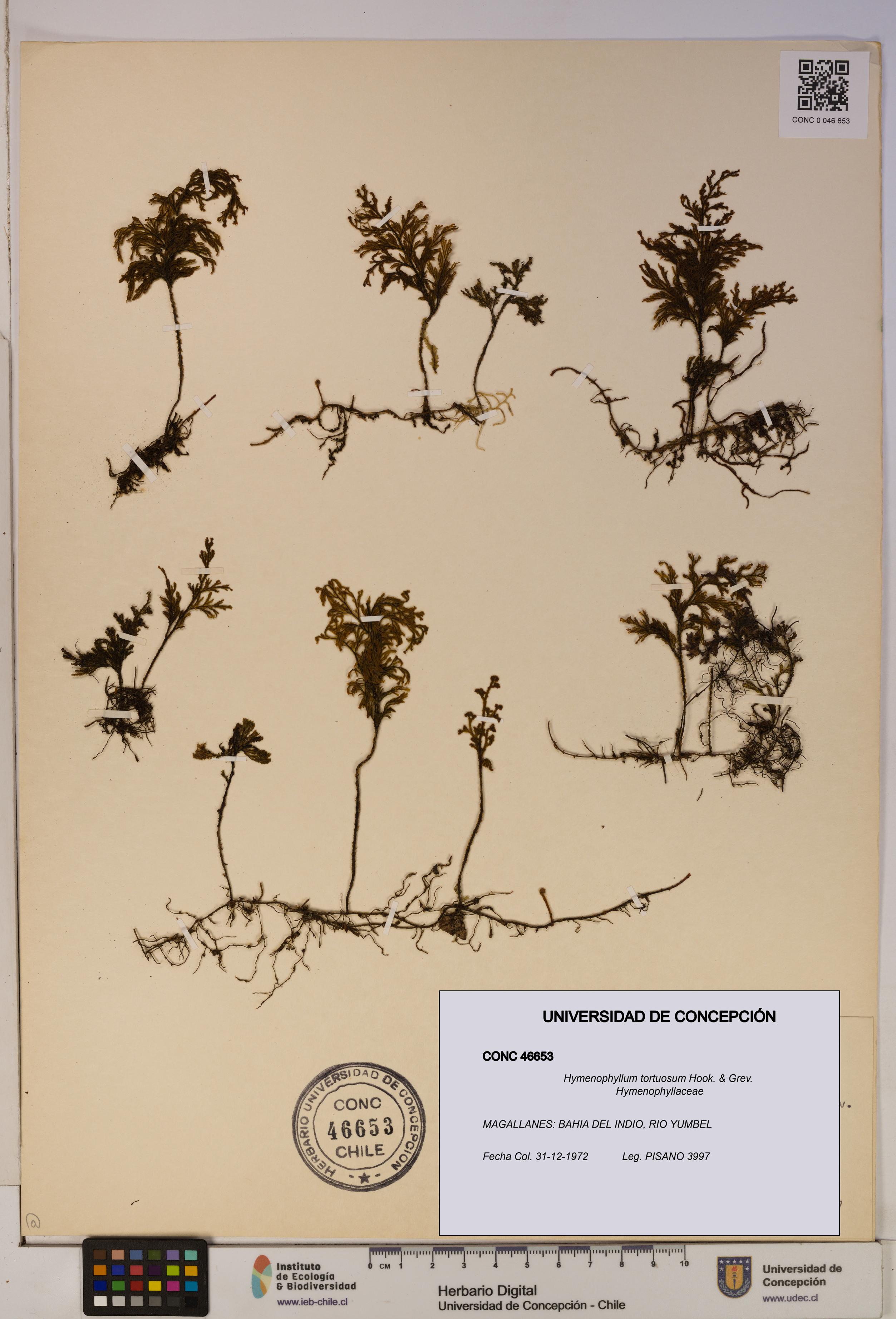 Hymenophyllum tortuosum [Espécimen: ]
