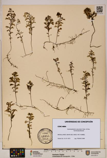 Hymenophyllum secundum [Espécimen: ]