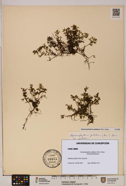 Hymenophyllum peltatum [Espécimen: ]
