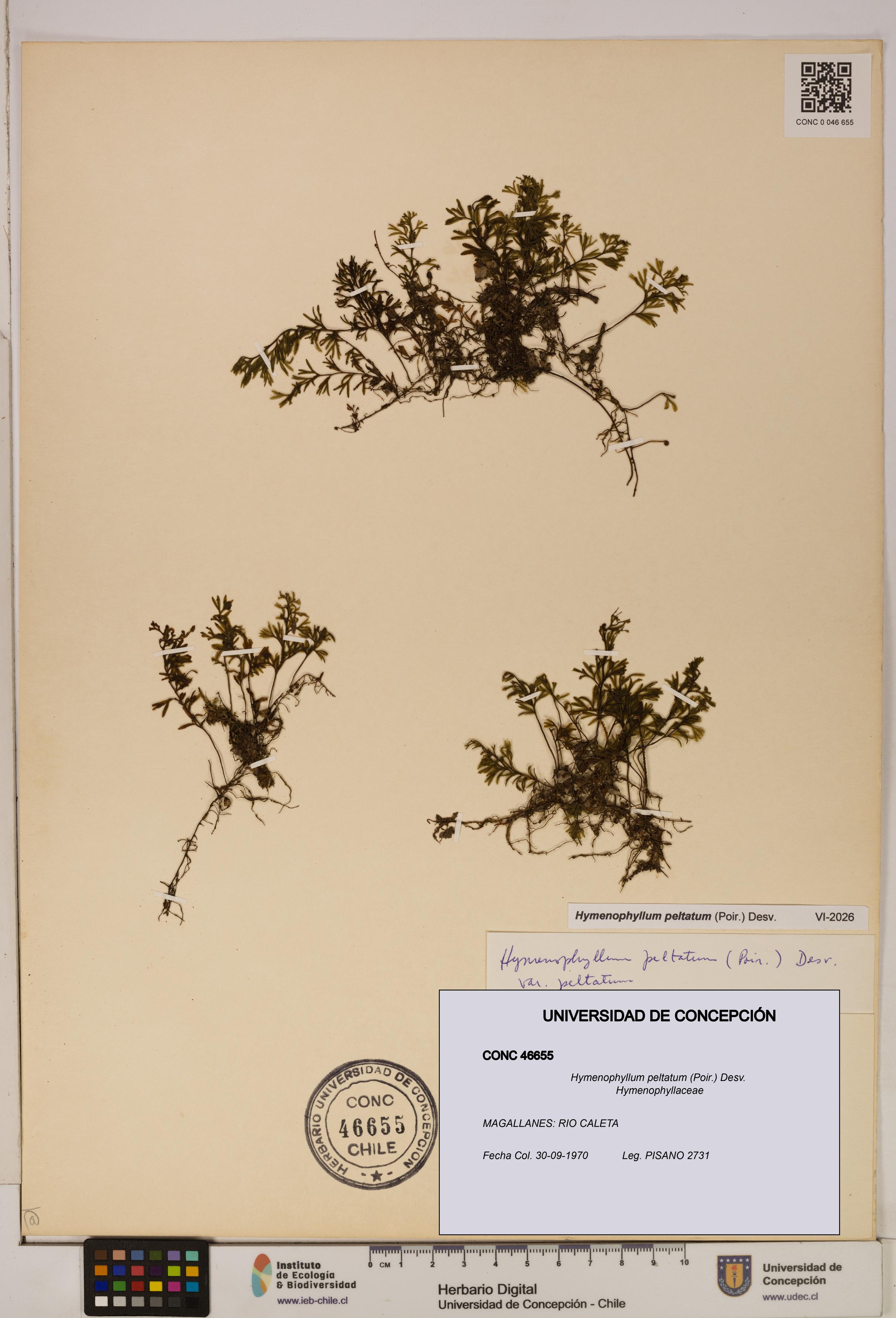 Hymenophyllum peltatum [Espécimen: ]
